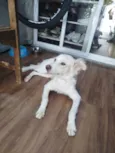 Tião