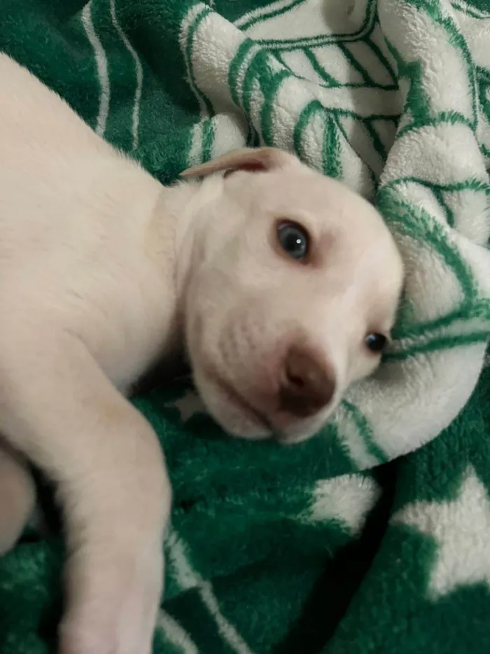 Cachorro ra a SRD-ViraLata idade Abaixo de 2 meses nome Cido