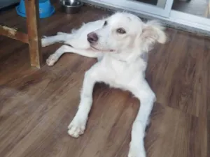 Cachorro raça SRD-ViraLata idade 7 a 11 meses nome Tião 