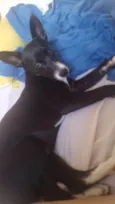 Pérola