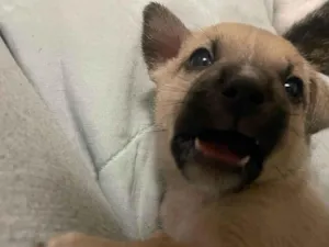 Cachorro raça SRD-ViraLata idade Abaixo de 2 meses nome Scoob