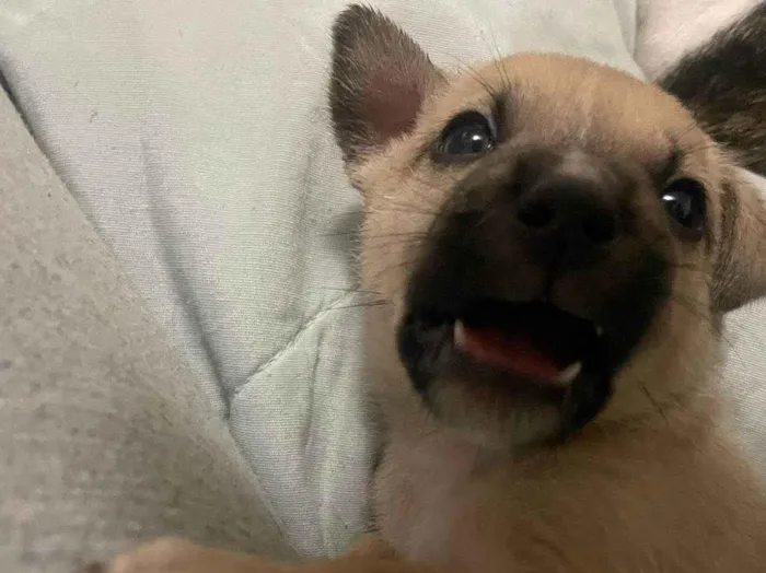 Cachorro ra a SRD-ViraLata idade Abaixo de 2 meses nome Scoob