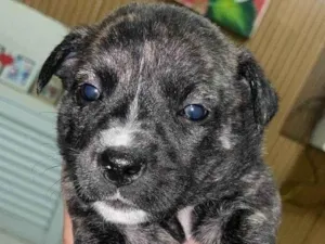 Cachorro raça SRD-ViraLata idade Abaixo de 2 meses nome Tião