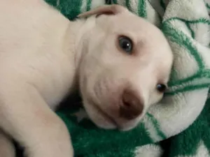 Cachorro raça SRD-ViraLata idade Abaixo de 2 meses nome Cido