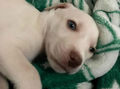 Cachorro raça SRD-ViraLata idade Abaixo de 2 meses nome Cido
