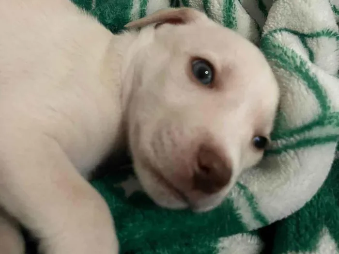 Cachorro ra a SRD-ViraLata idade Abaixo de 2 meses nome Cido