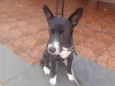 Pérola