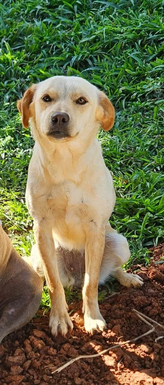 Cachorro ra a SRD-ViraLata idade 1 ano nome Paçoca