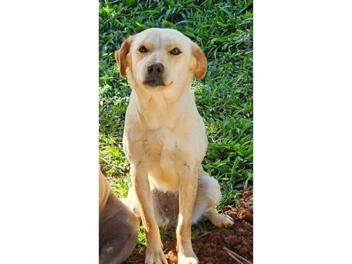 Cachorro ra a SRD-ViraLata idade 1 ano nome Paçoca