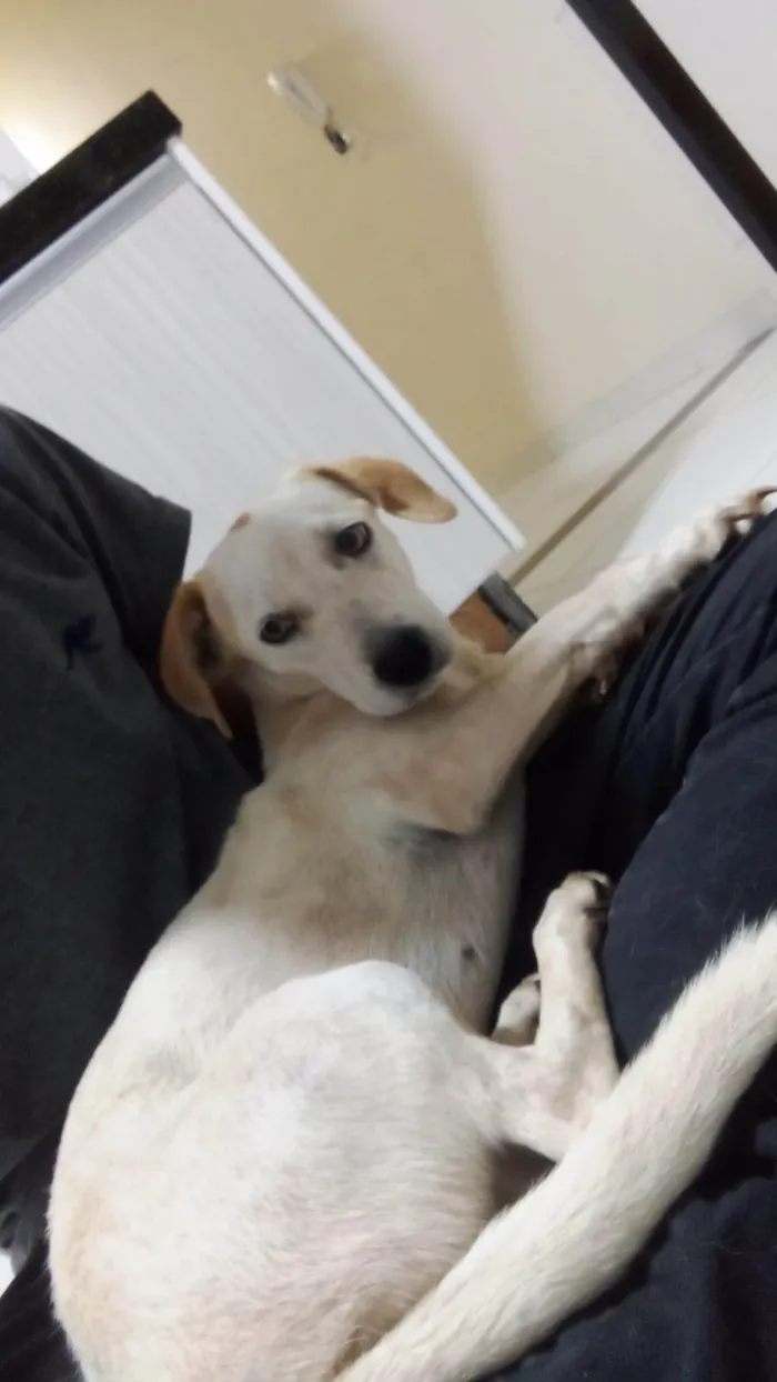 Cachorro ra a SRD-ViraLata idade 7 a 11 meses nome Belinha