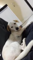 Belinha