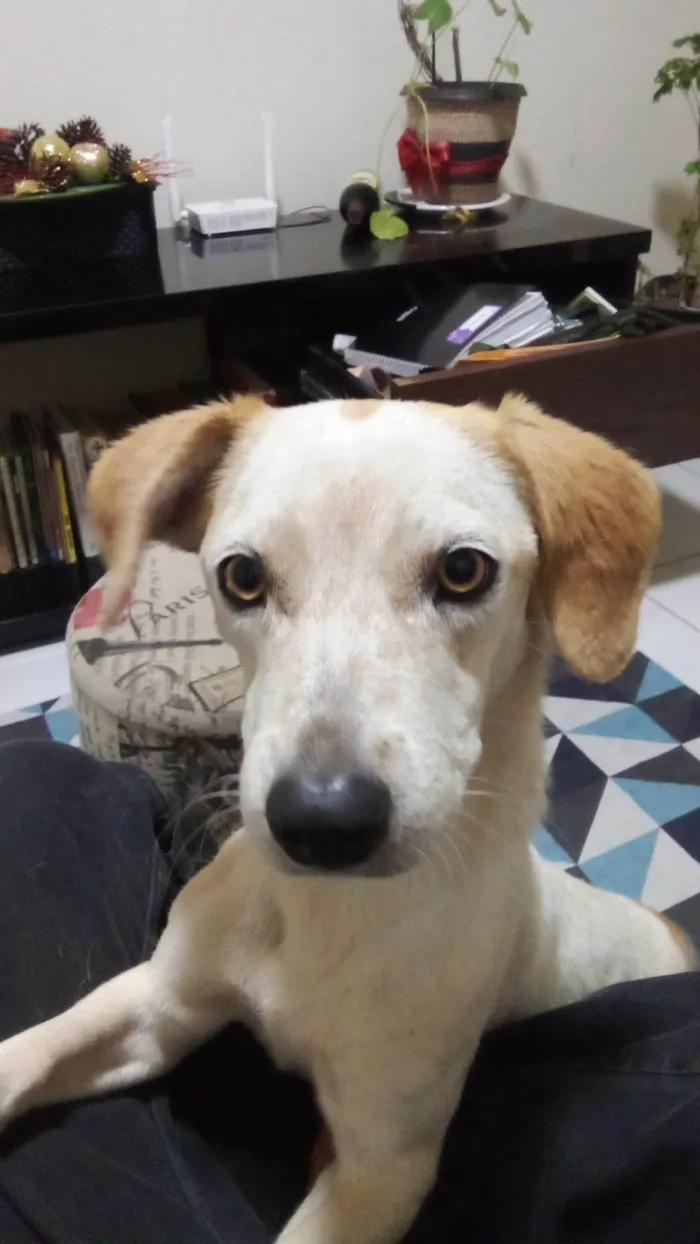 Cachorro ra a SRD-ViraLata idade 7 a 11 meses nome Belinha