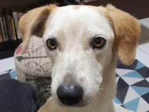 Cachorro raça SRD-ViraLata idade 7 a 11 meses nome Belinha