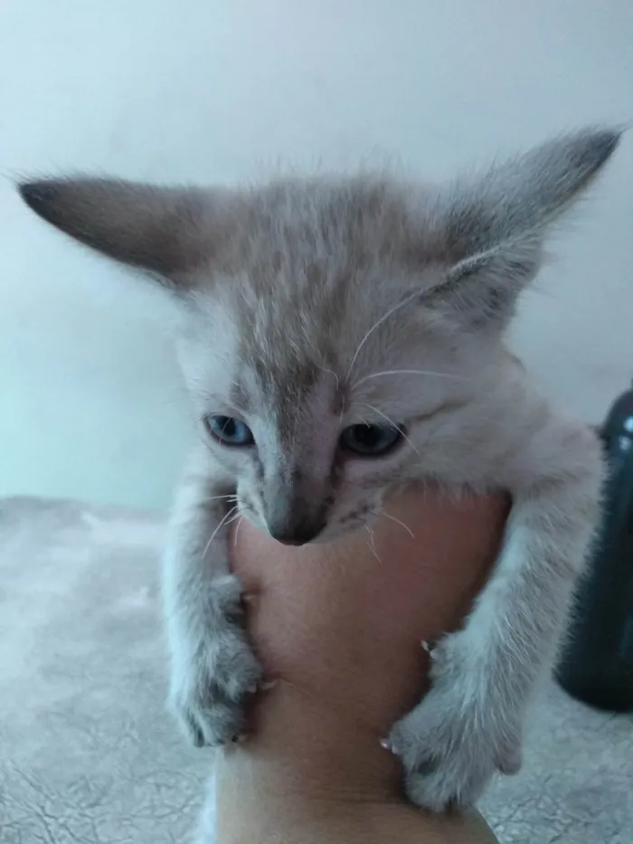 Gato ra a Siamês idade Abaixo de 2 meses nome Branquinho 