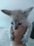 Branquinho