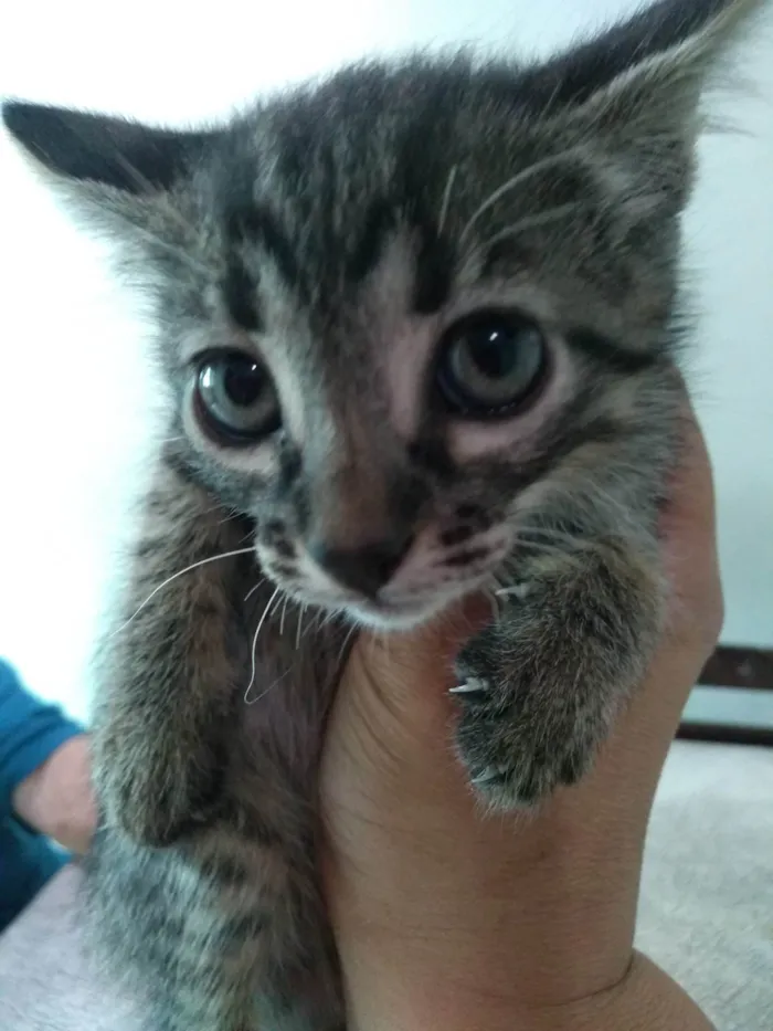 Gato ra a SRD-ViraLata idade Abaixo de 2 meses nome Grafite