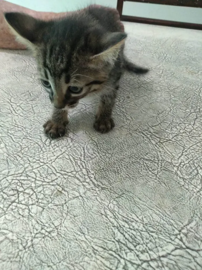 Gato ra a SRD-ViraLata idade Abaixo de 2 meses nome Grafite