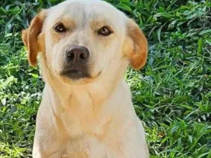 Cachorro raça SRD-ViraLata idade 1 ano nome Paçoca