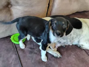 Cachorro raça SRD-ViraLata idade 2 a 6 meses nome Lilli