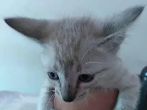Gato raça Siamês idade Abaixo de 2 meses nome Branquinho 