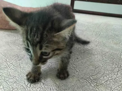 Gato raça SRD-ViraLata idade Abaixo de 2 meses nome Grafite