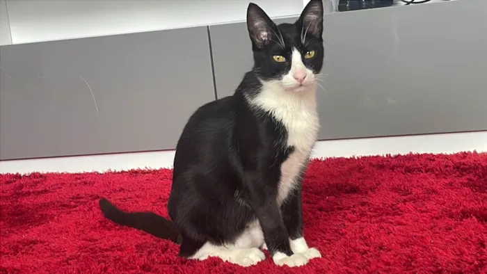 Gato ra a SRD-ViraLata idade 7 a 11 meses nome Bruce