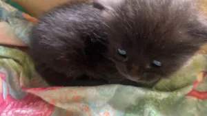 Gato raça Angorá idade Abaixo de 2 meses nome Mia