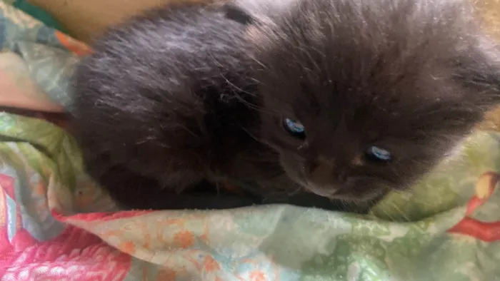 Gato ra a Angorá idade Abaixo de 2 meses nome Mia