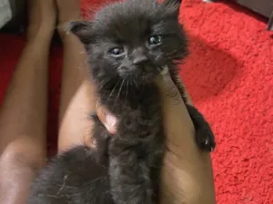 Gato raça Angorá idade Abaixo de 2 meses nome Mia