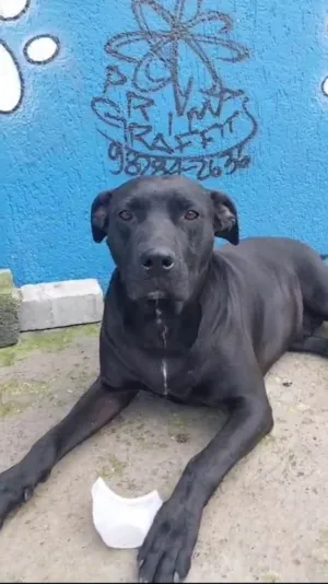 Cachorro raça SRD-ViraLata idade 1 ano nome Negao