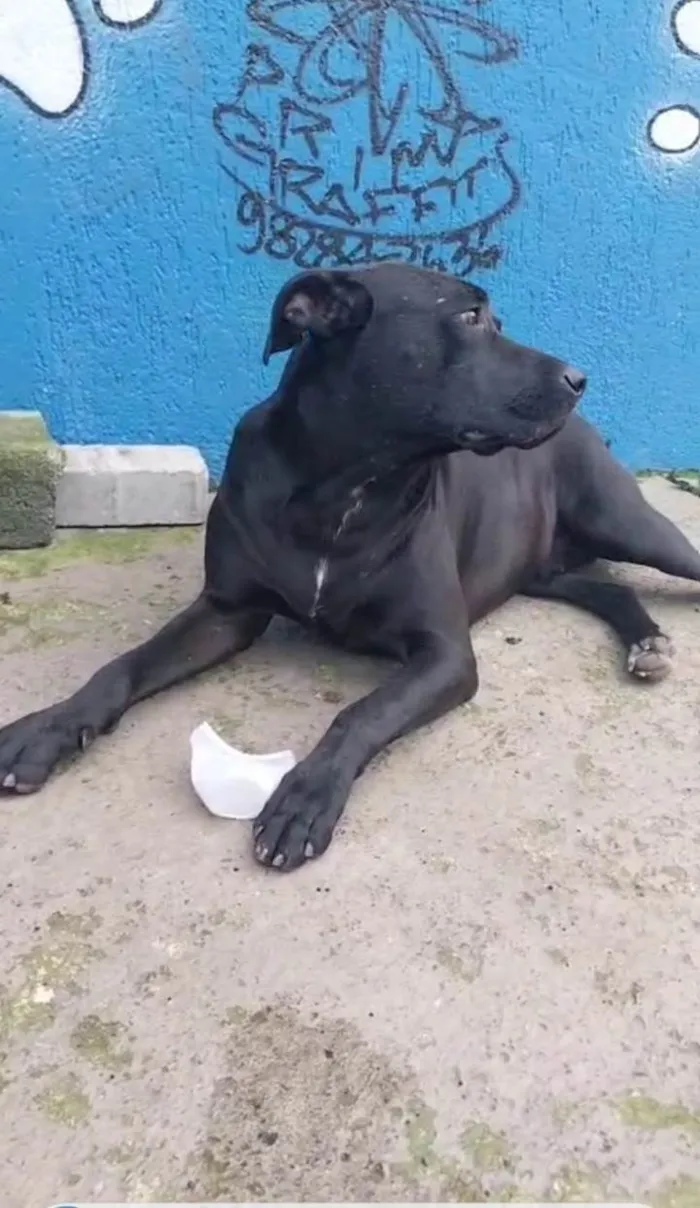 Cachorro ra a SRD-ViraLata idade 1 ano nome Negao