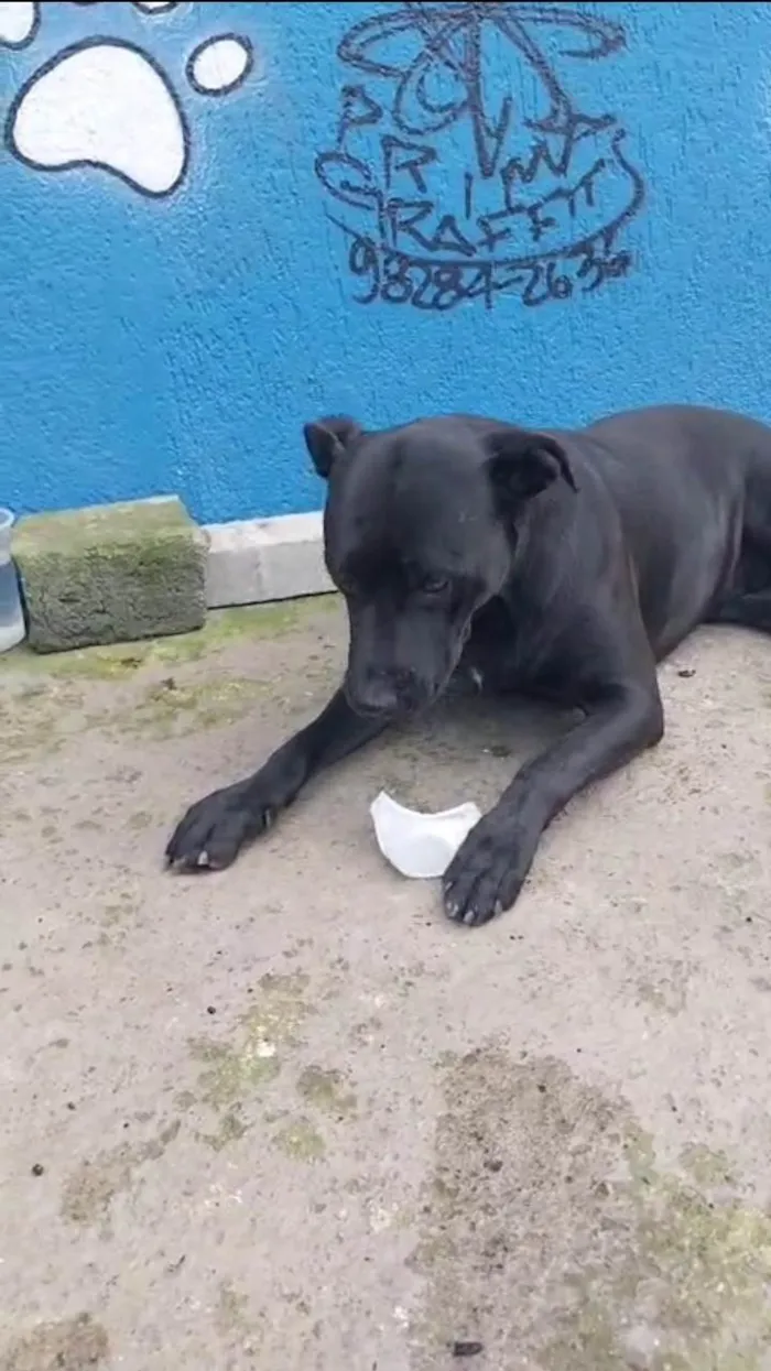 Cachorro ra a SRD-ViraLata idade 1 ano nome Negao