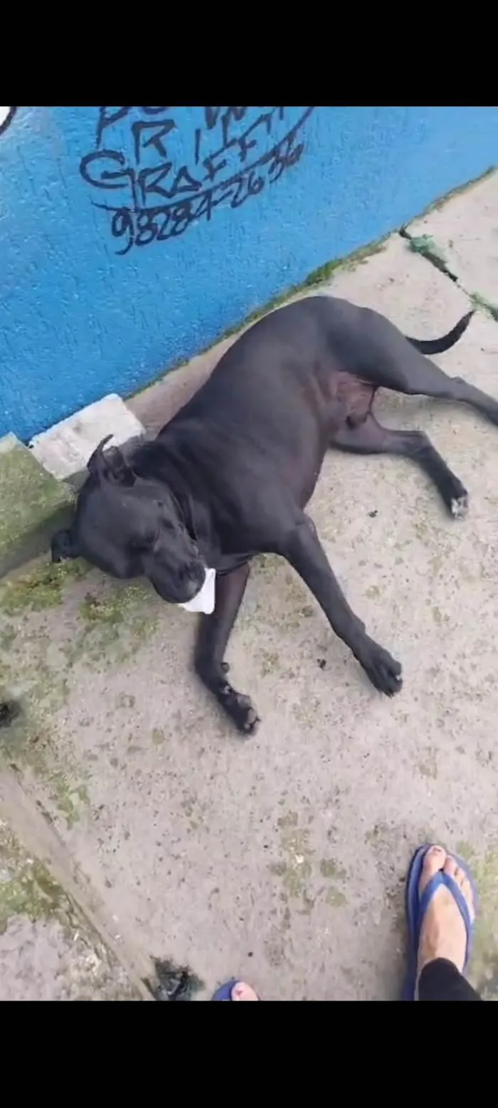 Cachorro ra a SRD-ViraLata idade 1 ano nome Negao
