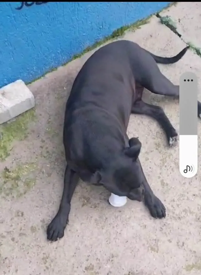 Cachorro ra a SRD-ViraLata idade 1 ano nome Negao