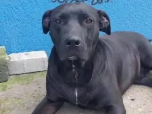 Cachorro raça SRD-ViraLata idade 1 ano nome Negao