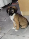 Scooby