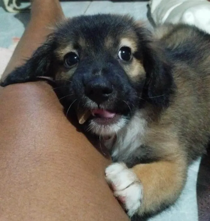 Cachorro ra a SRD-ViraLata idade 2 a 6 meses nome Scooby 