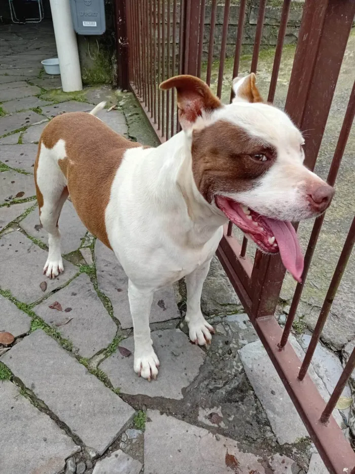 Cachorro ra a Pit-Bull idade 6 ou mais anos nome Snow