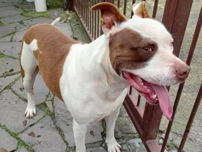 Cachorro raça Pit-Bull idade 6 ou mais anos nome Snow