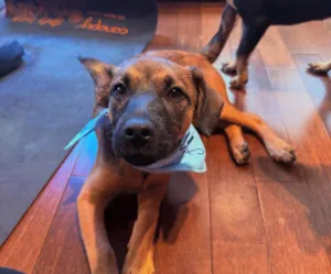 Cachorro raça SRD-ViraLata idade 2 a 6 meses nome Itan 