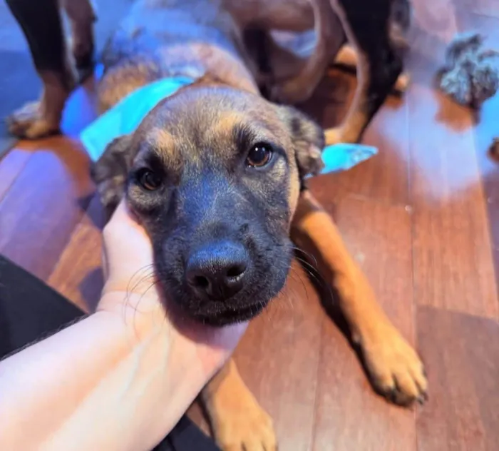 Cachorro ra a SRD-ViraLata idade 2 a 6 meses nome Itan 