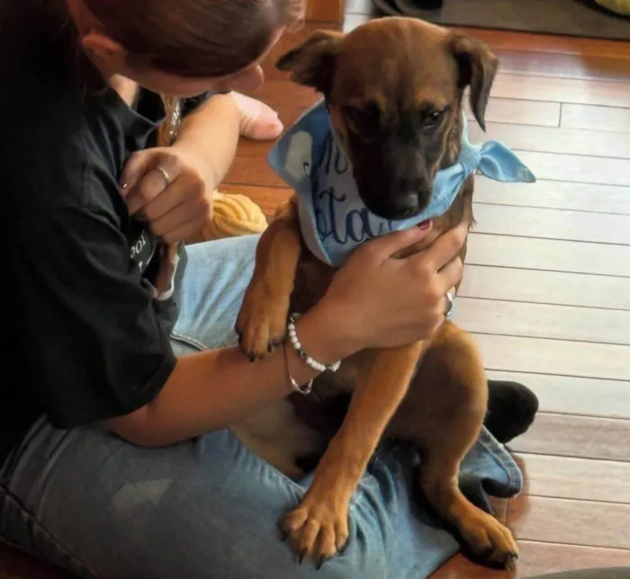 Cachorro ra a SRD-ViraLata idade 2 a 6 meses nome Itan 