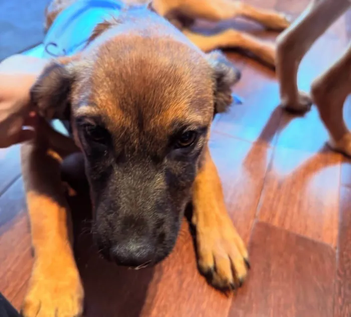 Cachorro ra a SRD-ViraLata idade 2 a 6 meses nome Itan 