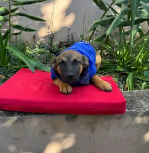 Cachorro raça SRD-ViraLata idade 2 a 6 meses nome Rick