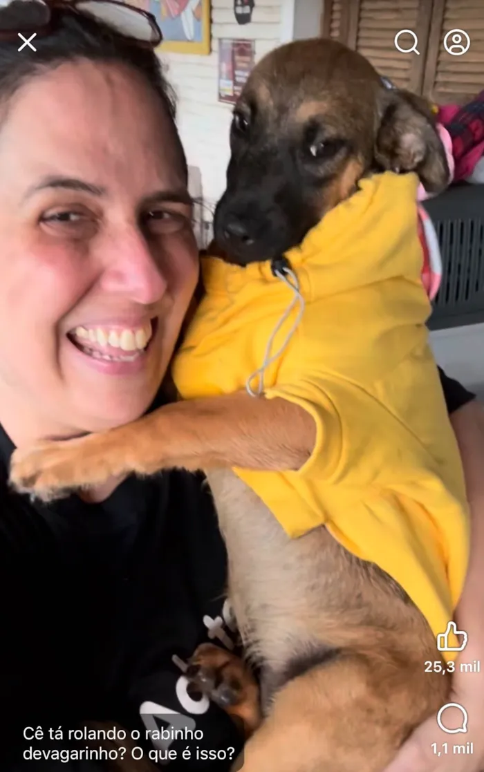 Cachorro ra a SRD-ViraLata idade 2 a 6 meses nome Rick