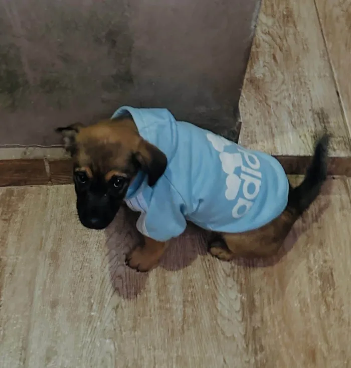 Cachorro ra a SRD-ViraLata idade 2 a 6 meses nome Rick