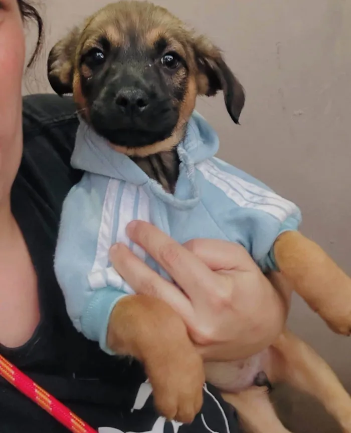 Cachorro ra a SRD-ViraLata idade 2 a 6 meses nome Rick