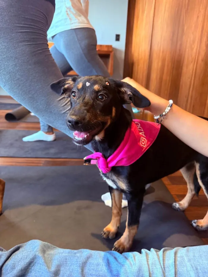 Cachorro ra a SRD-ViraLata idade 2 a 6 meses nome Zoe