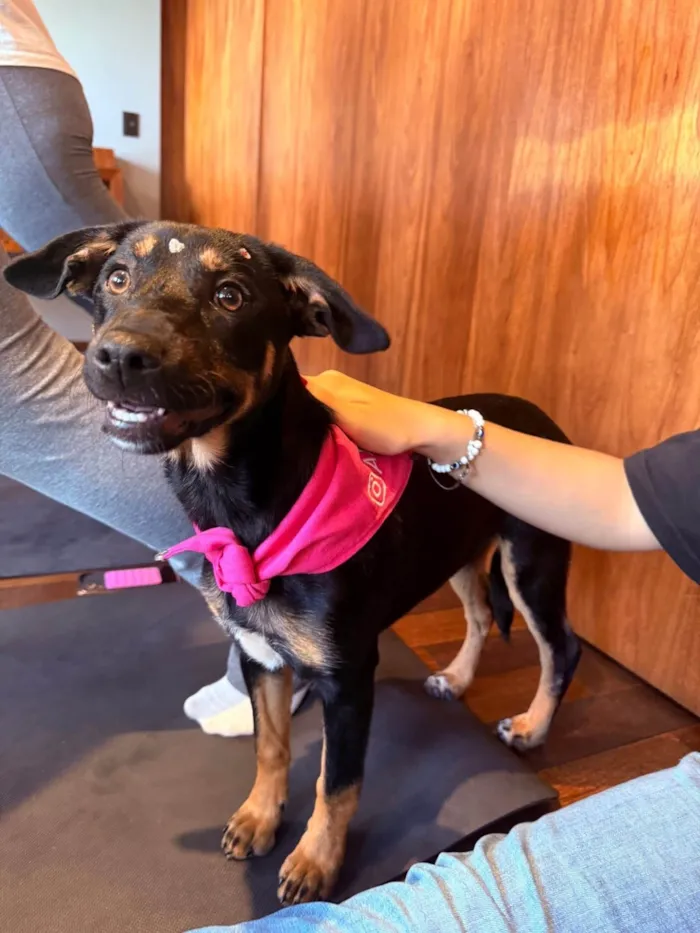 Cachorro ra a SRD-ViraLata idade 2 a 6 meses nome Zoe