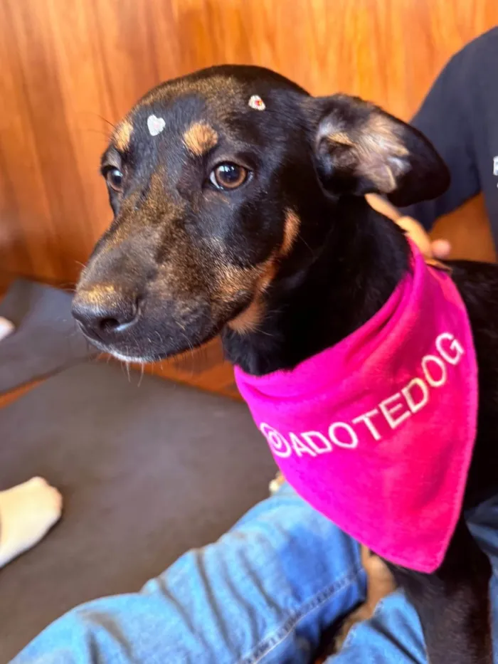 Cachorro ra a SRD-ViraLata idade 2 a 6 meses nome Zoe